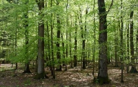 Леса Украины могут огородить сетками - для избранных
