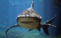 У берегов Австралии серфер неожиданно оседлал акулу-людоеда