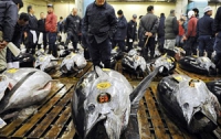 В Японии продали тунца за рекордные 400 тысяч долларов