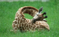 В зоопарке родился двухметровый жираф весом под центнер (ВИДЕО)