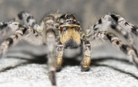 Более 700 тарантулов обнаружили в пачках из-под печенья и овсянки