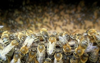 В Англии пчелы «взяли в плен» посетителей кондитерской