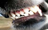 На Прикарпатье бешеная собака покусала хозяйку: в городе объявлен карантин