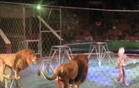Во Франции лев напал на дрессировщика (видео)
