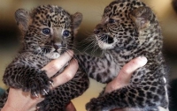 В нацпарке Сочи впервые появилось потомство уникальных леопардов