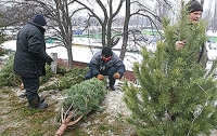 В Киеве продают чернобыльские елки?