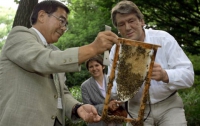 Ющенко перессорил всех пасечников и оставил пчел без корма, - регионалы 