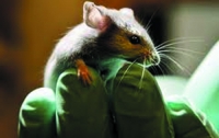 С помощью стволовых клеток мышке вернули зрение