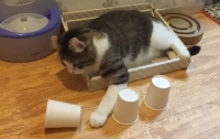 Кот, мастерски разгадывающий фокус, удивил пользователей Сети (видео)