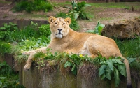 Датский зоопарк позвал детей на показательное препарирование льва