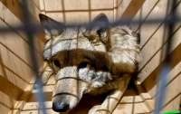 Из Украины за границу пытались вывезти трех живых волков под видом собак