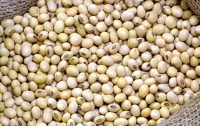 В Украине планируют выращивать все больше сои