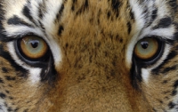 В Индонезии тигр загрыз 17-летнего парня