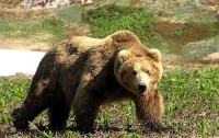 Жителей Луцка терроризирует медведь