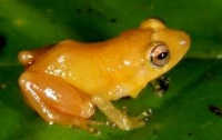 Зоологи нашли лягушку, которая может «озолотить»