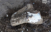В Одесской области нашли останки мамонта