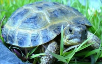 Черепаха-долгожитель, пережившая две мировых войны, ищет себе новых хозяев