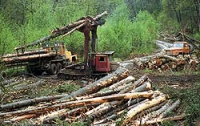 Правительство затупит топоры лесорубов