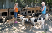 В Киевской области хотят закрыть приют для домашних животных