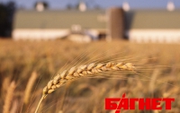Украинской пшенице открыли дорогу за рубеж