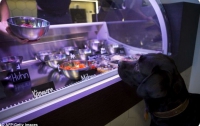 В Берлине открылся ресторан для кошек и собак (ФОТО)