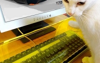 В Японии придумали защиту от котов для клавиатур