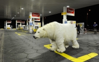 Белые медведи заблокировали 50 АЗС в Голландии