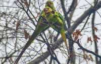 Экзотические птицы поселились на деревьях в Черновцах