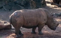 Девочка упала в клетку носорогов и чудом выжила