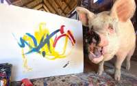 Померла свиня-художниця на імʼя Пігкассо. Вона заробила більше мільйона доларів