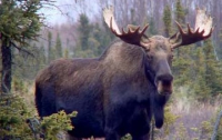 Ученый нашел еще одну причину глобального потепления - рыгающие лоси