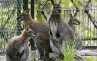 Стаи голодных кенгуру совершают набеги на столицу Австралии