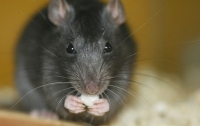 У крыс обнаружили способность к сделкам