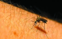 Ученые выяснили, кого больше «любят» комары 