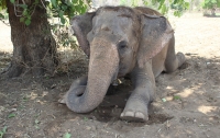 Слон убил своего хозяина и попытался спрятать его тело