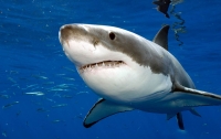 Американец снял схватку с акулой под водой (видео)