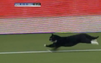 Голландский черный кот испортил игру футболистам (ВИДЕО)