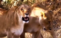 В заповеднике Кении отравили львов из фильмов BBC