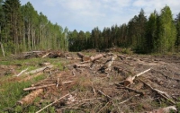 Злоумышленники уничтожили лес на 2 млн грн.