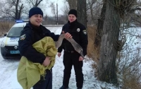 Полицейские в Киевской обласи привезли в полицию лебедя