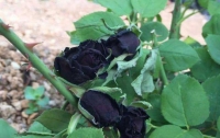 В Турции зацвела черная роза