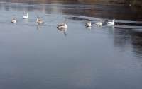 Лебеди примерзли к озеру