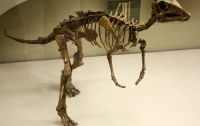Учёные впервые обнаружили динозавра с опухолью кости