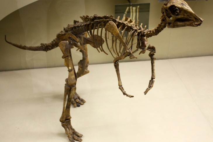 В Румынии нашли динозавра с древнейшей опухолью челюсти