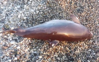 Экологи требуют наказания для убийц крымского дельфина