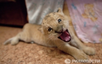В российском зоопарке родилось невиданное животное (ФОТО)