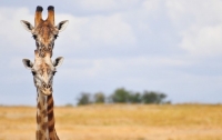 Ученые предложили новое объяснение длинной шеи жирафов