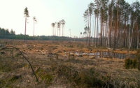 Браконьеров в украинских лесах будут отслеживать из космоса