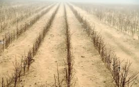 Украинские аграрии несут колоссальные убытки из-за засухи
