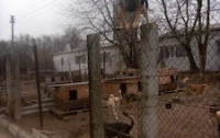 Вчера в Киеве горел приют для животных 